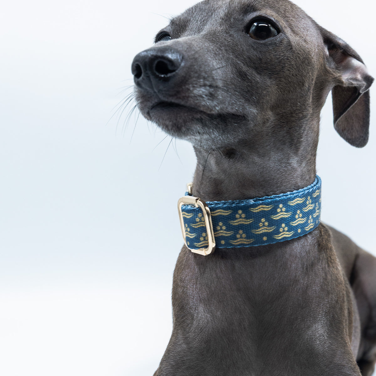 Nexus Marinus x Chintamani Köpek Boyun Tasması