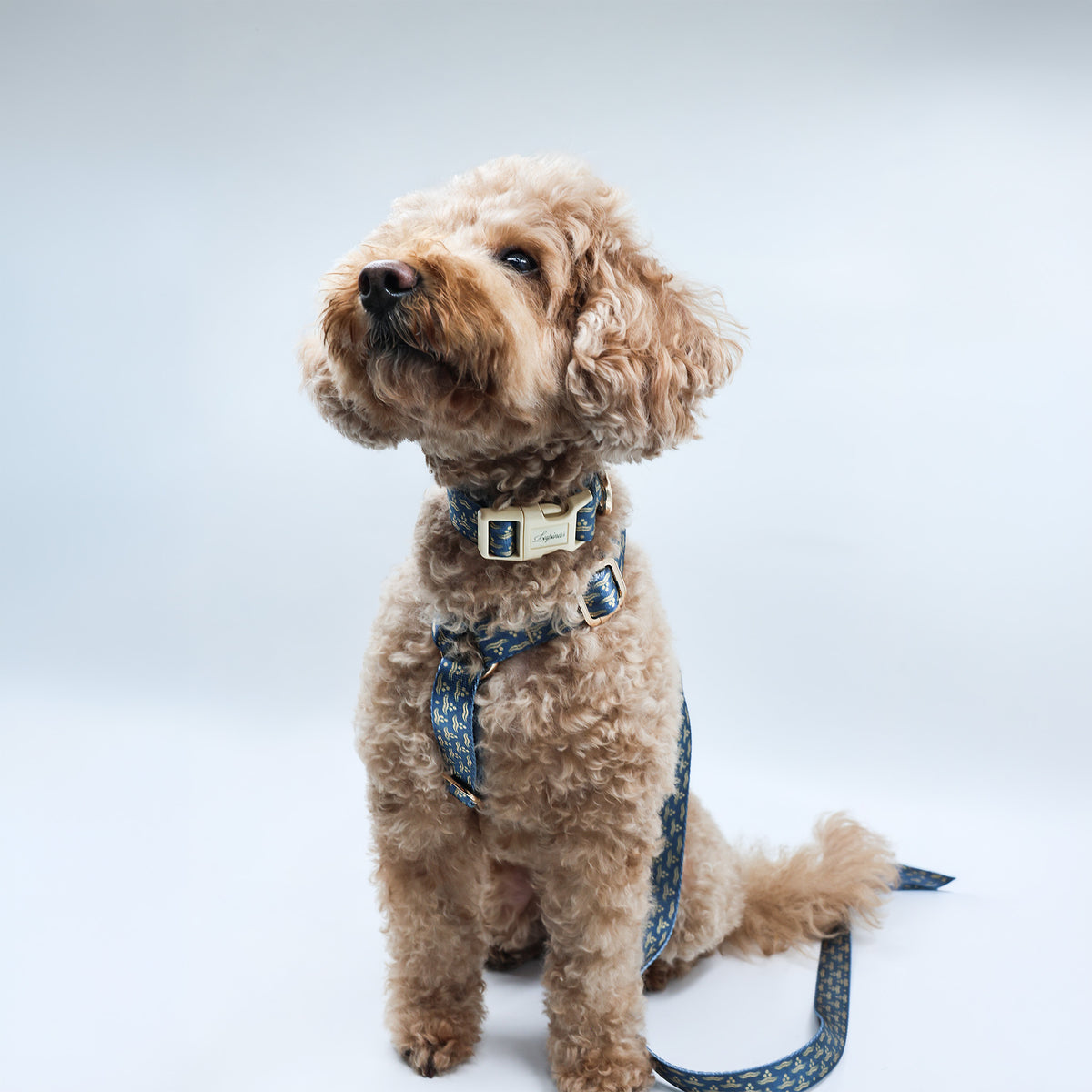 Nexus Marinus x Chintamani Köpek Boyun Tasması