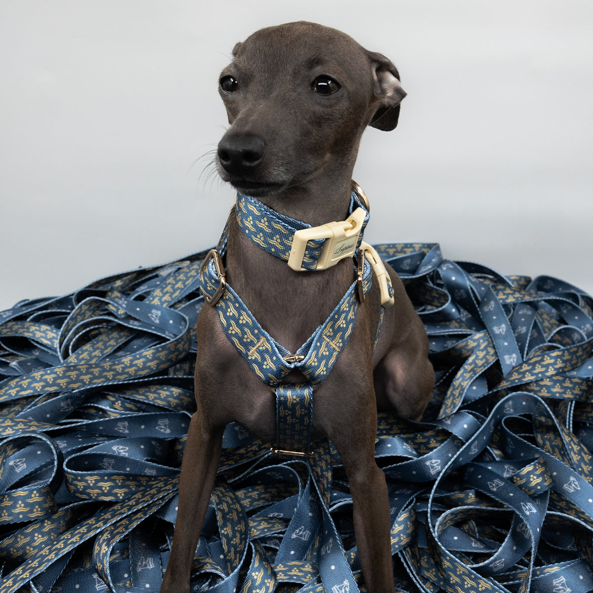 Nexus Marinus x Chintamani Köpek Boyun Tasması