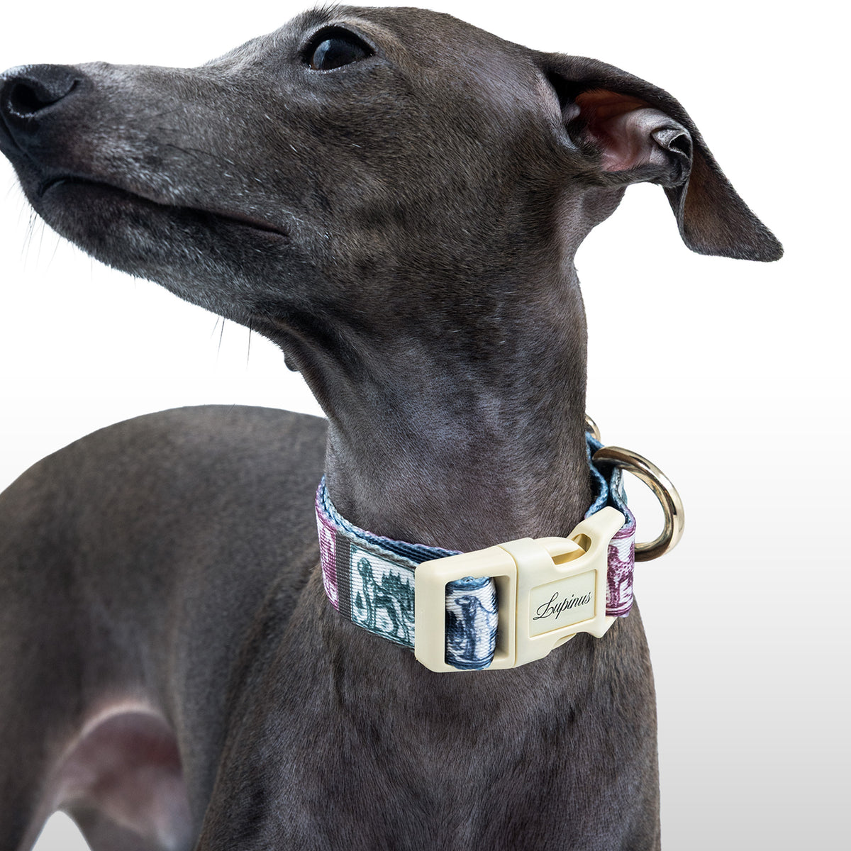 Nexus Picta x Memoria Köpek Boyun Tasması