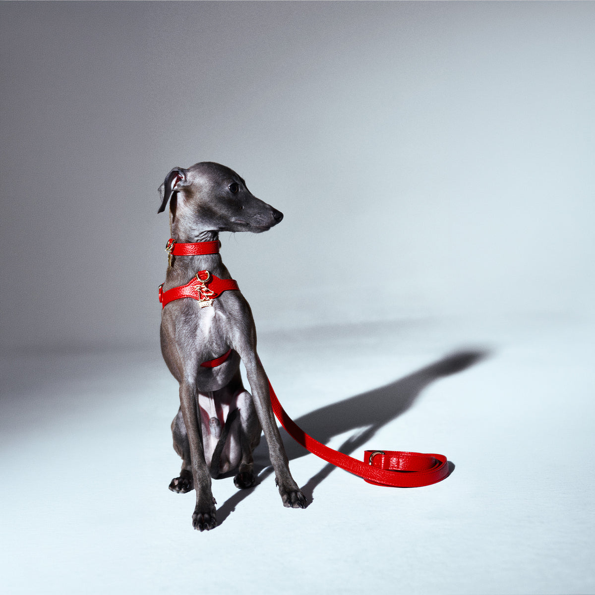Lupinus Stone Serenus Charm Köpek Tasması Aksesuarı